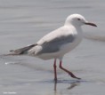 /album/photogallery/slender-billed-gull-tanji-bird-reserve-gambia-jpg/